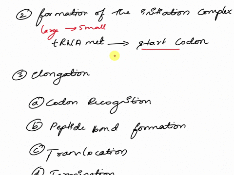 describe-the-stepwise-process-of-translation-please-explain-every-step-in-detail-59218