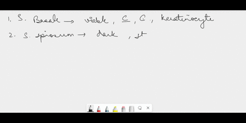 complete-each-sentence-by-dragging-the-proper-word-or-phrase-into-the-correct-position-then-place-the-sentences-in-order-from-superficial-to-deep-comprised-of-viable-cuboidal-and-columnar-ce-32633