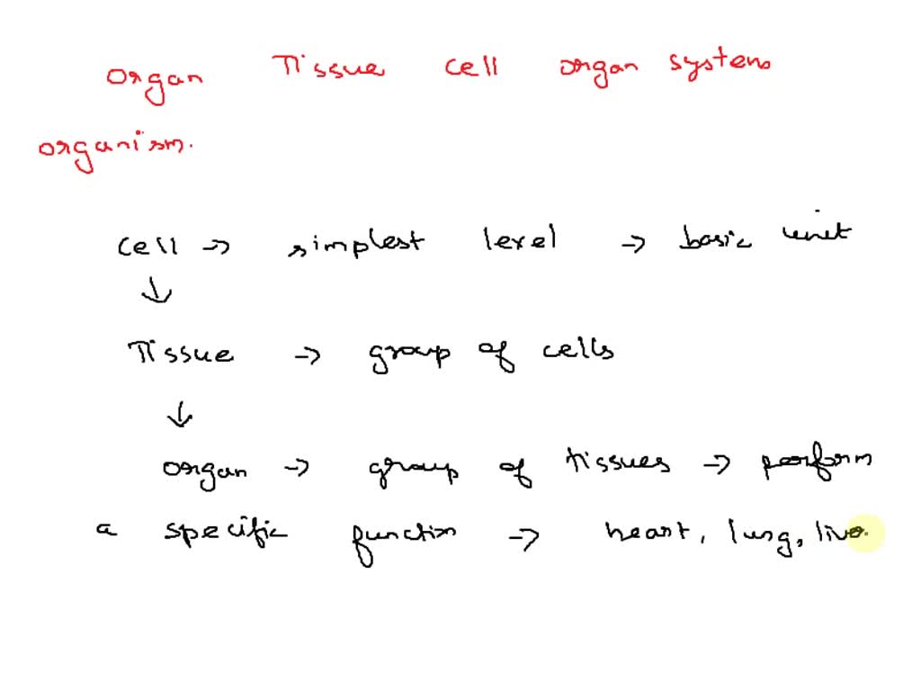 SOLVED: Put The Following Levels Of Biological Organization Into The ...