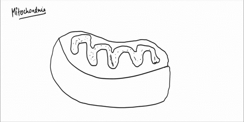 mitochondria-structure-draw-the-mitochondria-and-label-and-describe-the-function-of-the-following-matrix-cristae-outer-membrane-intermembrane-space-insert-your-picture-below-11228