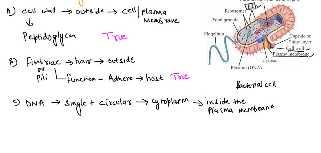 Which of the following statements about bacterial anatomy are correct ...