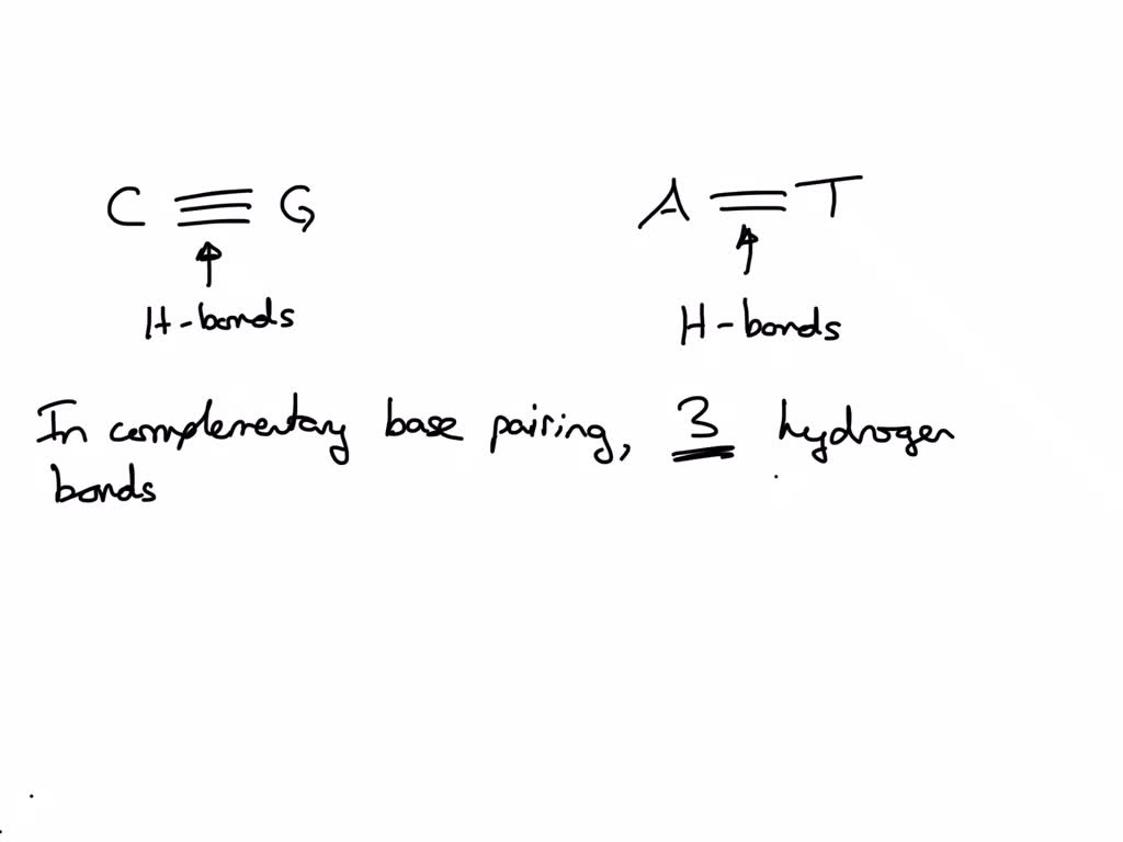 SOLVED What is meant by complementary base pairing? Match the words in