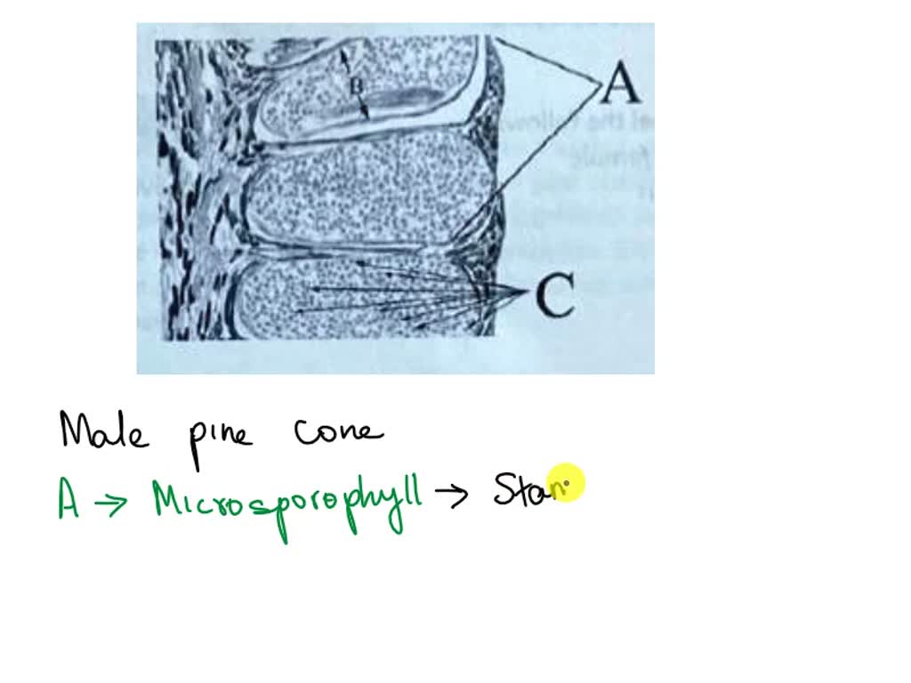 Male Pine Cone Under Microscope Labeled