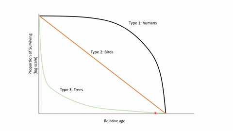 d-suppose-an-animal-population-exhibits-a-type-il-curve-the-average-life-expectancy-of-population-reproductive-maturity-is-achieved-at-age-3-in-the-individuals-in-this-6-vears-provided-below-56029
