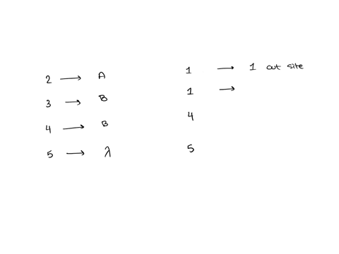 the-diagram-below-represents-an-agarose-gel-containing-the-following-samples-after-electrophoresis-dna-size-marker-fragment-sizes-10000-60004000-2000-1000-500-bp-plasmid-digested-with-bamhi-85751