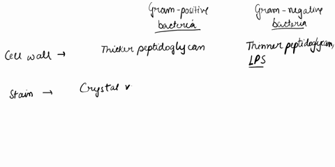compare-and-contrast-gram-positive-bacteria-with-gram-negative-bacteria-32377