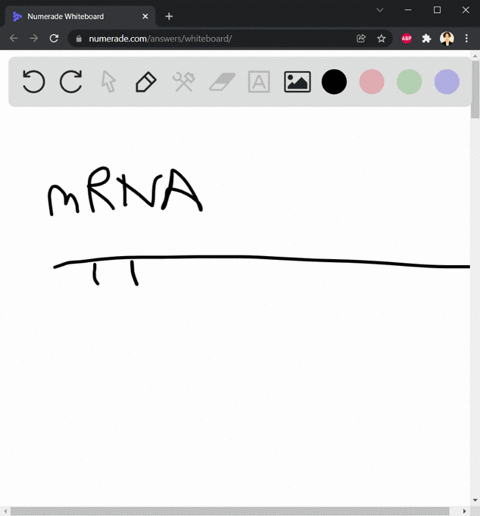 the-rna-synthesized-on-one-of-the-dna-strands-is-a-mrna-b-trna-c-rrna-d-all-of-these-45728