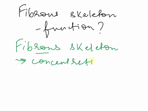 what-are-the-functions-of-the-fibrous-skeleton-64966