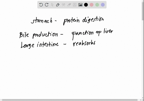 which-of-the-following-organs-is-correctly-paired-with-its-function-stomach-protein-digestion-large-intestine-bile-production-small-intestine-starch-digestion-pancreas-starch-digestion-70377