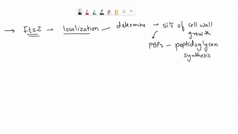 which-of-the-following-statements-regarding-the-cytoskeletal-protein-ftsz-are-correct-check-all-that-apply-ftsz-localization-determines-the-site-of-cell-wall-growth-by-recruiting-pbps-for-pe-42458