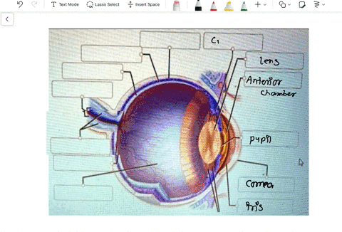 correctly-label-the-tollowing-structures-ot-the-eye-place-your-cursor-on-thie-boxes-ior-more-intormation-lens-comea-oplc-nerve-anlerior-compantment-sclera-suspensory-iganents-vitreous-humor-86365