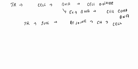 when-cells-transformation-is-successful-the-recombinant-dna-a-undergoes-mutation-b-is-treated-with-antibiotics-c-becomes-part-of-the-transformed-cells-genome-d-becomes-a-nucleus-64157