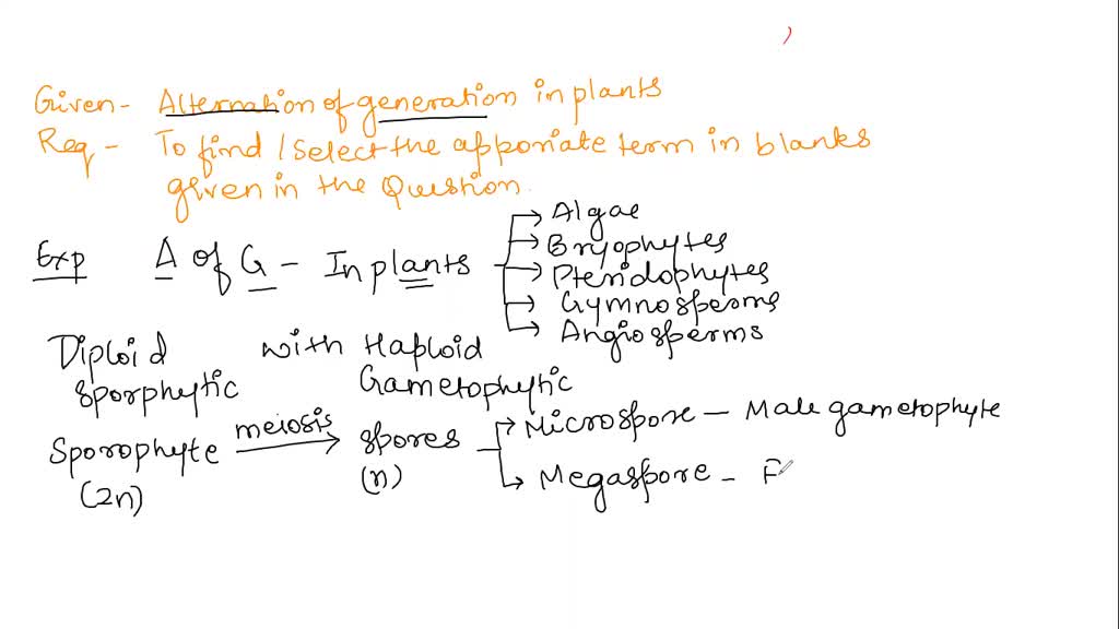 SOLVED Plant Life Cycle 03 In plants, spores are created through A
