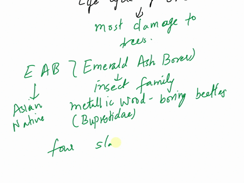 at-which-stage-in-the-life-cycle-of-eab-does-the-organism-cause-the-most-damage-to-trees-a-pupae-b-larva-c-eggs-d-adult-e-all-stages-are-equally-damaging-89057