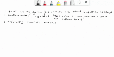 describe-how-the-urinary-system-is-connected-to-your-other-major-body-systems-include-reference-to-1-blood-2-cardiovascular-3-respiratory-4-nervous-5-endocrine-6-immunity-7-digestive-and-8-m-76366