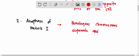 match-the-phase-of-mitosis-or-meiosis-with-the-correct-description-anaphase-of-mitosis-anaphase-of-meiosis-prophase-of-meiosis-telophase-of-mitosis-metaphase-of-meiosis-homologous-chromosome-70344