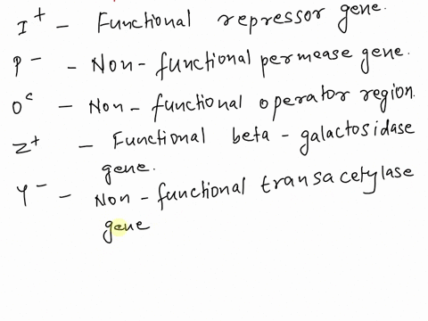 determine-the-outcome-for-the-lac-operon-genotype-shown-below-ip-oczy-ispozy-assume-lactose-is-present-select-one-functional-beta-galactosidase-and-functional-permease-are-produced-only-func-38898