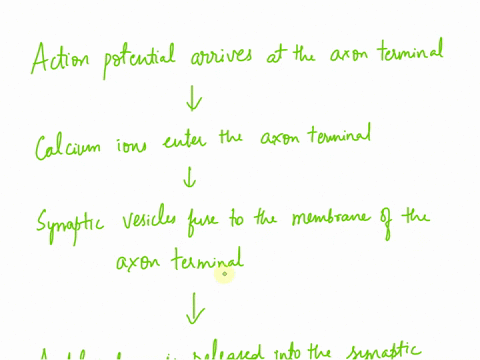 rank-the-sequence-of-events-at-the-nmj-that-initiate-an-action-potential-in-the-muscle-fiber-from-first-to-last-action-potential-arrives-at-the-axon-terminal-acetylcholine-binds-to-its-recep-59674