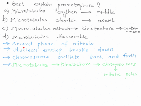which-of-the-following-statements-best-explain-prometaphase-microtubules-lengthen-to-align-chromosomes-in-the-middle-microtubules-shorten-to-pull-sister-chromatids-apart-microtubules-attach-71105