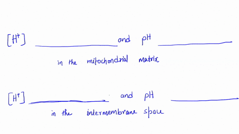 during-oxidative-phosphorylation-h-are-pumped-from-the-matrix-to-the-intermembrane-space-indicate-where-inside-the-mitochondrion-the-hydrogen-ion-concentration-h-i-increases-vs_-decreases-an-29287