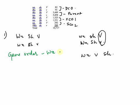 in-corn-waxy-endosperm-wx-shrunken-endosperm-sh-and-yellow-seedlings-are-encoded-by-3-recessive-genes-located-on-chromosome-5-corn-plant-homozygous-for-all-3-recessive-alleles-is-crossed-wit-75383