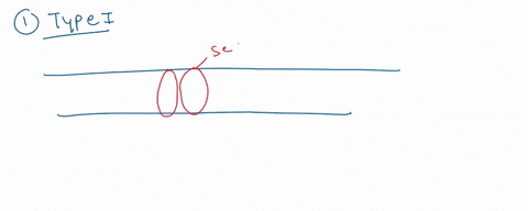 2-8-points-for-transmembrane-proteins-to-pass-through-the-membrane-multiple-times-multipass-these-proteins-are-synthesized-in-association-with-membrane-bounded-ribosomes-of-the-rough-er-inth-03811