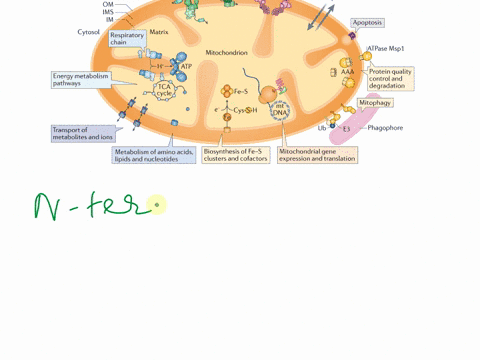 soon-after-translation-of-mrna-begins-the-n-terminus-of-a-protein-emerges-from-the-ribosome-complex-this-n-terminus-contains-information-that-controls-the-final-destination-of-a-protein-if-a-00312