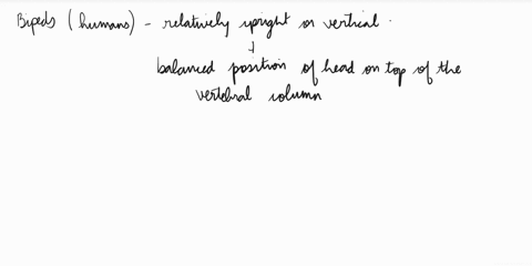 6-find-the-foramen-magnum-the-hole-through-which-the-spinal-cord-enters-the-skull-this-can-tell-you-the-angle-at-which-the-neck-attaches-to-the-skull-how-does-this-differ-between-bipeds-and-01203
