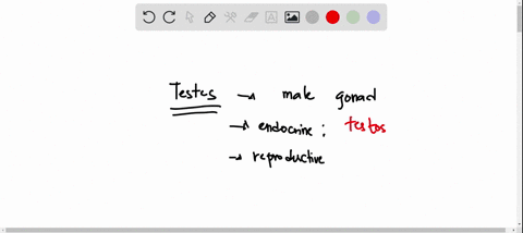 which-best-describes-the-testes-a-they-produce-hormones-and-sperm-b-they-are-the-male-copulatory-organ-c-they-give-sperm-nourishment-and-motility-d-they-are-the-pouch-like-skin-that-protects-10037