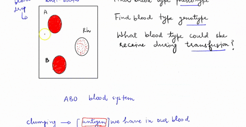 directions-all-blood-type-information-has-been-collected-in-the-pictures-included-for-each-lab-station-below-remember-that-to-determine-blood-type-you-are-looking-for-areas-showing-agglutina-76256