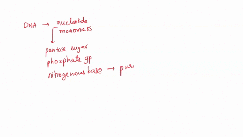 during-dna-synthesis-nucleotides-are-incorporated-into-the-growing-dna-strand-which-components-make-up-these-nucleotides-a-deoxyribose-a-nitrogenous-base-two-phosphate-groups-b-ribose-a-nitr-63034