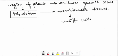 chapter-30-plant-form-and-physiology-name-plant-regions-of-continuous-growth-are-made-up-which-of-the-following-the-major-site-photosynthesis-apical-meristem-ground-tissue-xylem-cells-phloem-39234