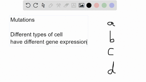 what-is-the-most-likely-way-a-mutation-in-one-gene-can-convert-one-body-part-to-another-multiple-choice-the-mutated-gene-encodes-a-protein-that-determines-cell-shape-the-mutation-is-in-a-str-17034