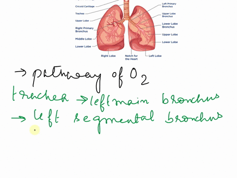 18-rank-the-following-branches-of-the-bronchial-tree-in-the-order-a-molecule-of-oxygen-would-encounter-them-as-it-moves-from-the-trachea-into-the-left-lung-19-a-left-lobar-bronchus-bleft-mai-67982