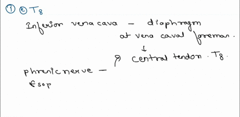 the-vena-caval-opening-foramen-in-the-diaphragm-lies-at-the-level-of-t12-l1-c7-t1o-t8-in-the-lung-point-the-horizontal-fissue-is-always-present-in-the-right-side-the-fissures-create-a-roughe-10119