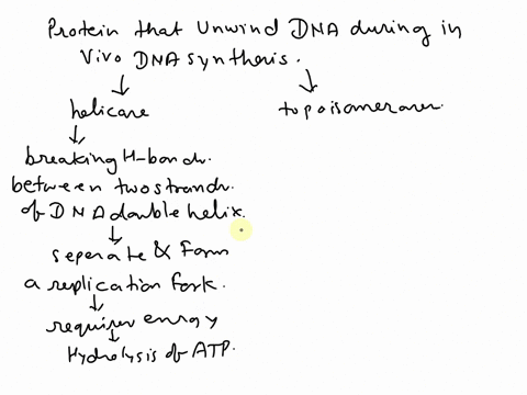 list-the-proteins-that-unwind-dna-during-in-vivo-dna-synthesis-how-do-they-function-4-45179