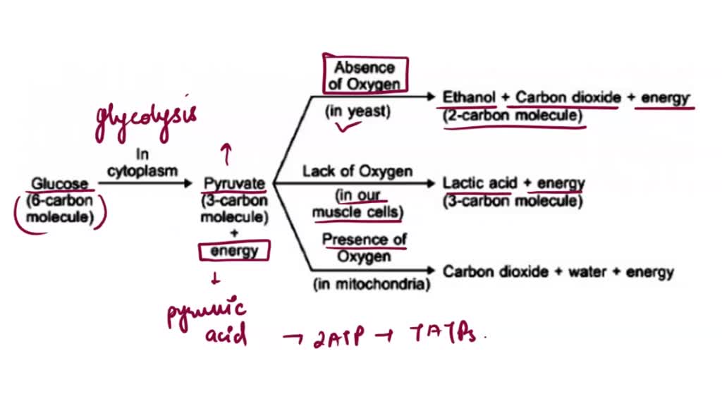 SOLVED: Of the following processes: glycolysis; Kreb's cycle, and