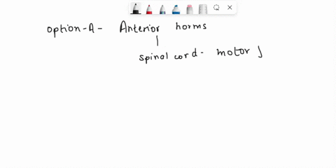 damage-to-which-of-the-following-spinal-cord-structures-will-lead-to-motor-problems-in-the-skeletal-muscles-oanteriorhorns-odorsal-horns-olateralhorns-oany-of-the-above-09895
