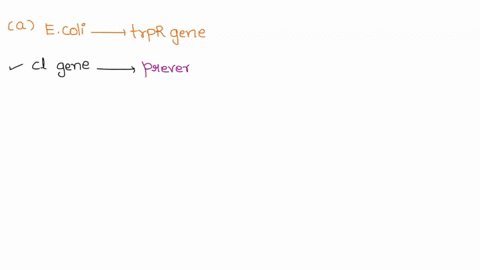 ajack-creates-an-e-coli-that-has-a-duplication-of-the-trpr-gene-but-in-one-copy-he-replaces-the-trpr-open-reading-frame-with-that-of-ci-what-is-the-most-likely-outcome-of-an-infection-of-thi-19135