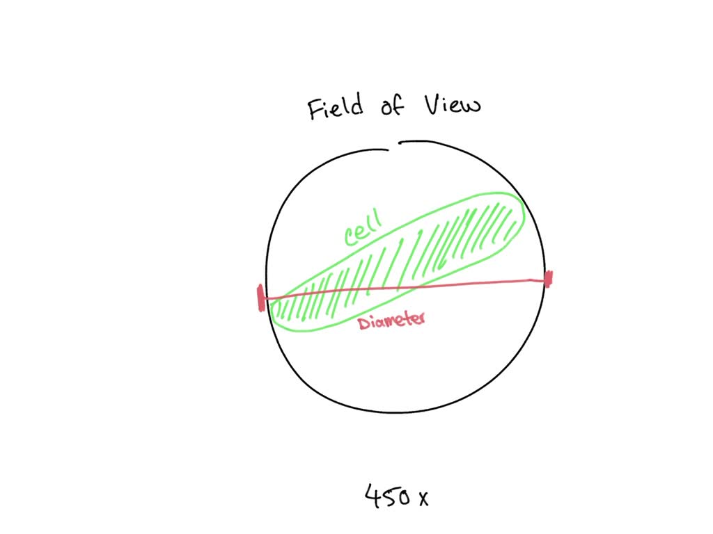 SOLVED examination of a wetmount preparation of plant cells under