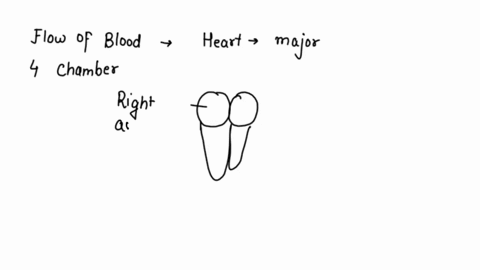 describe-the-flow-of-blood-from-the-heart-through-all-major-parts-of-the-body-99967