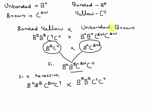 8-in-the-snail-cepaea-nemoralis-an-autosomal-allele-caus-ing-a-banded-shell-bb-is-recessive-to-the-allele-for-an-unbanded-shell-bo-genes-at-a-different-locus-deter-mine-the-background-color-75979