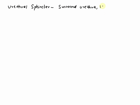 somatic-motor-neurons-must-be-________-to-relax-the-external-urethral-sphincter-to-allow-urinationa-stimulatedb-inhibited-63732