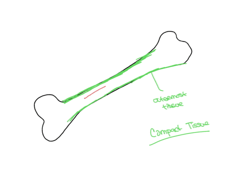 describe-the-three-parts-of-a-bone-15998
