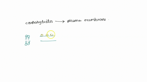 which-of-the-following-is-incorrectly-describing-the-carbohydrates-that-make-up-the-plasma-membraneselect-oneto-they-are-found-on-both-sides-of-the-membraneb-they-protect-the-surface-of-the-77211