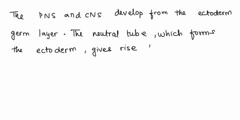 the-three-germ-layers-of-the-embryo-are-responsible-for-the-development-of-different-subsets-of-body-tissuewhich-of-the-following-best-describes-how-tissues-making-up-the-peripheralpnsand-ce-33071