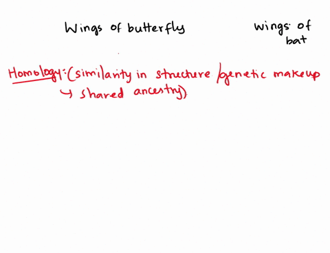 would-you-consider-wings-of-butterfly-and-bat-as-homology-and-analogous-and-why-10533