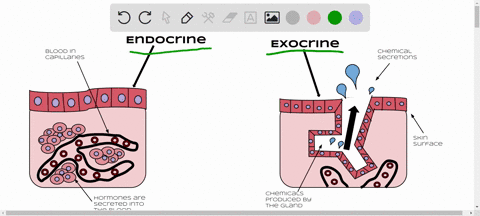 exocrine-glands-differ-from-endocrine-glands-in-that-exocrine-glands-select-one-a-secrete-only-local-hormones-b-secrete-through-ducts-to-the-bodys-exterior-or-a-lumen-space-c-only-secrete-wa-23788