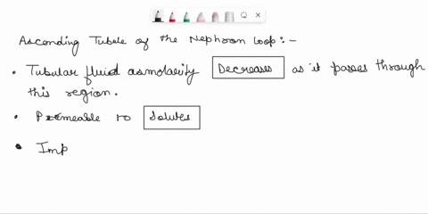 ascendingtubule-ofthe-nephron-loop-tubular-fluid-osmolarity-as-it-passes-through-this-region-permeable-to-impermeable-to-as-the-tubular-fluid-moves-through-the-ascending-limb-of-the-nephron-14389
