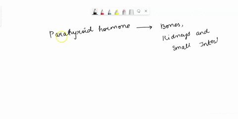 which-of-the-following-is-a-function-of-parathyroid-hormone-select-all-correct-answers-promotes-secretion-of-calcium-in-kidneys-promotes-release-of-calcium-stored-in-bones-decreases-absorpti-27395